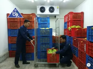 Buah Import dengan Equipment Gudang Penyimpanan Dingin (Cold Storage)